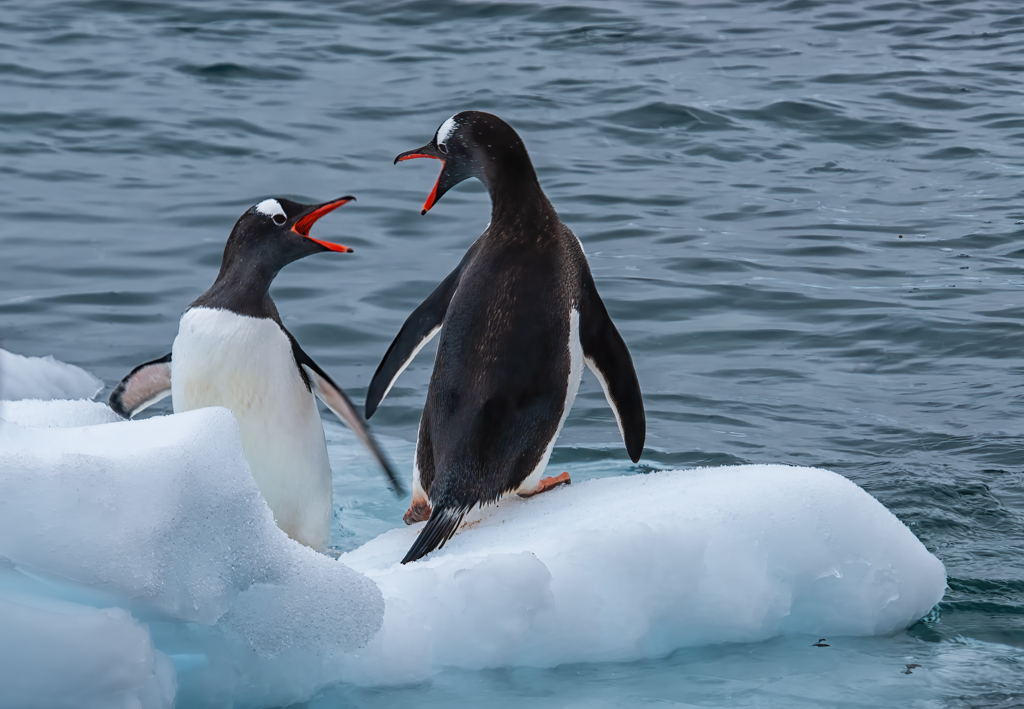 Two Gentoos on a Floe by Judy Burr (Group 29)